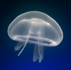 20120101003550-medusa.jpg